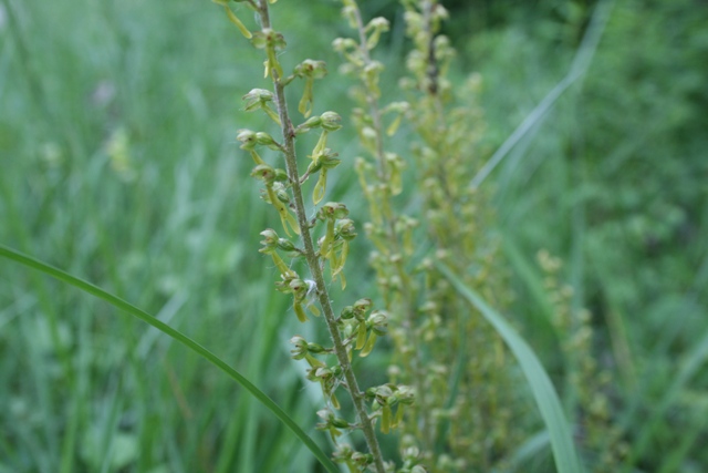 orchidee carinzia Neottia ovata